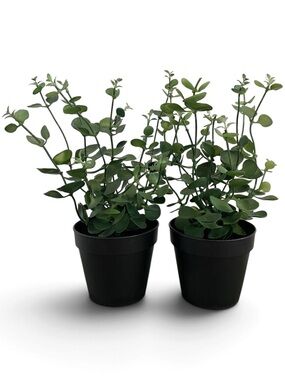 Pottery Barn Faux Potted Silver Dollar Mini Eucalyptus Plants Set of 2 NWT